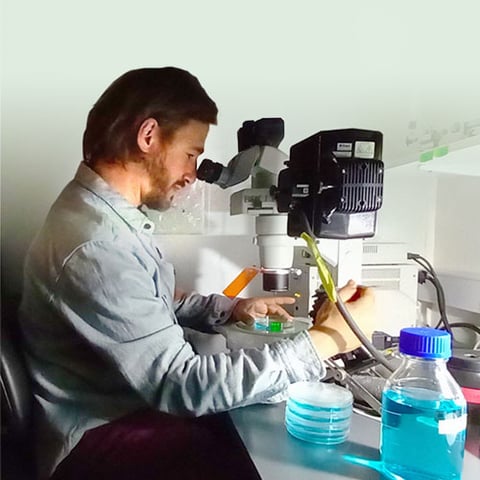 A researcher looks into a microscope in a lab. Petri dishes and a bottle of blue liquid are on the desk.