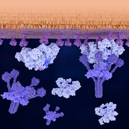 Molecular model showing clustered proteins extending from a membrane, with Y-shaped and globular structures interacting below it.