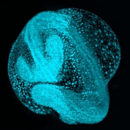 A zebrafish embryo glowing in blue, showing early developmental structures and cellular detail against a black background.
