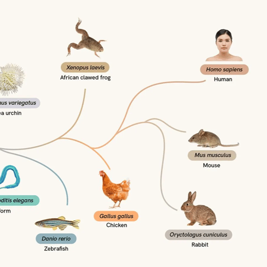 A branching tree diagram showing evolutionary relationships among species. Each species is represented with a label and image, and color-coded paths connect them to show lineage.