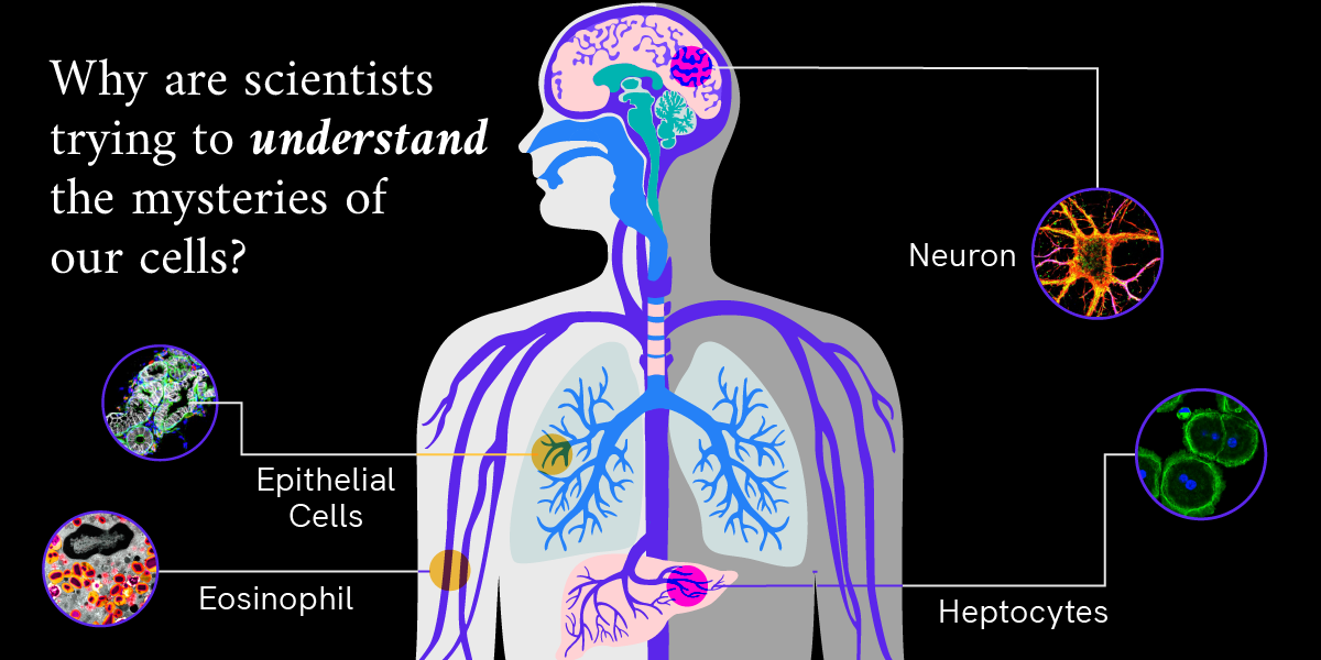 Infographic depicting a human body and the phrase, 